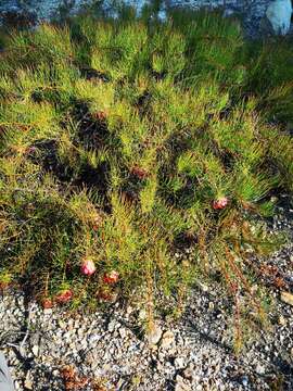 Image of Protea pityphylla Phillips