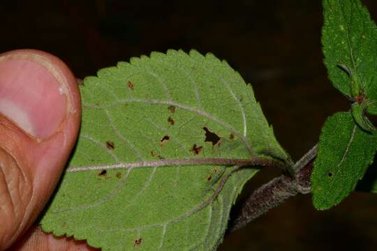 Image of Stevia monardifolia Kunth