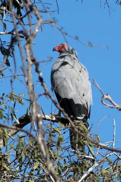 Image of Madagascan Harrier-Hawk