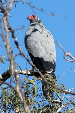 Image of Madagascan Harrier-Hawk