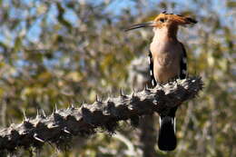 Imagem de Upupa marginata Cabanis & Heine 1860