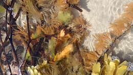 Image of Spongonema tomentosum