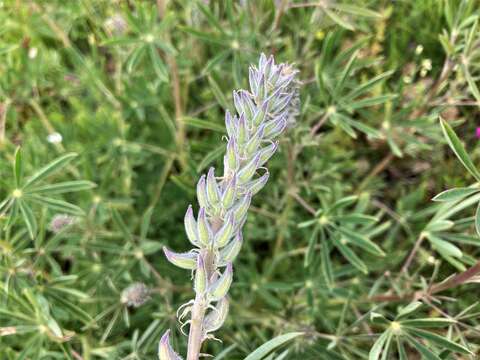 Imagem de Lupinus albicaulis Douglas