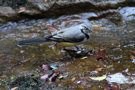 Image of Madagascan Wagtail