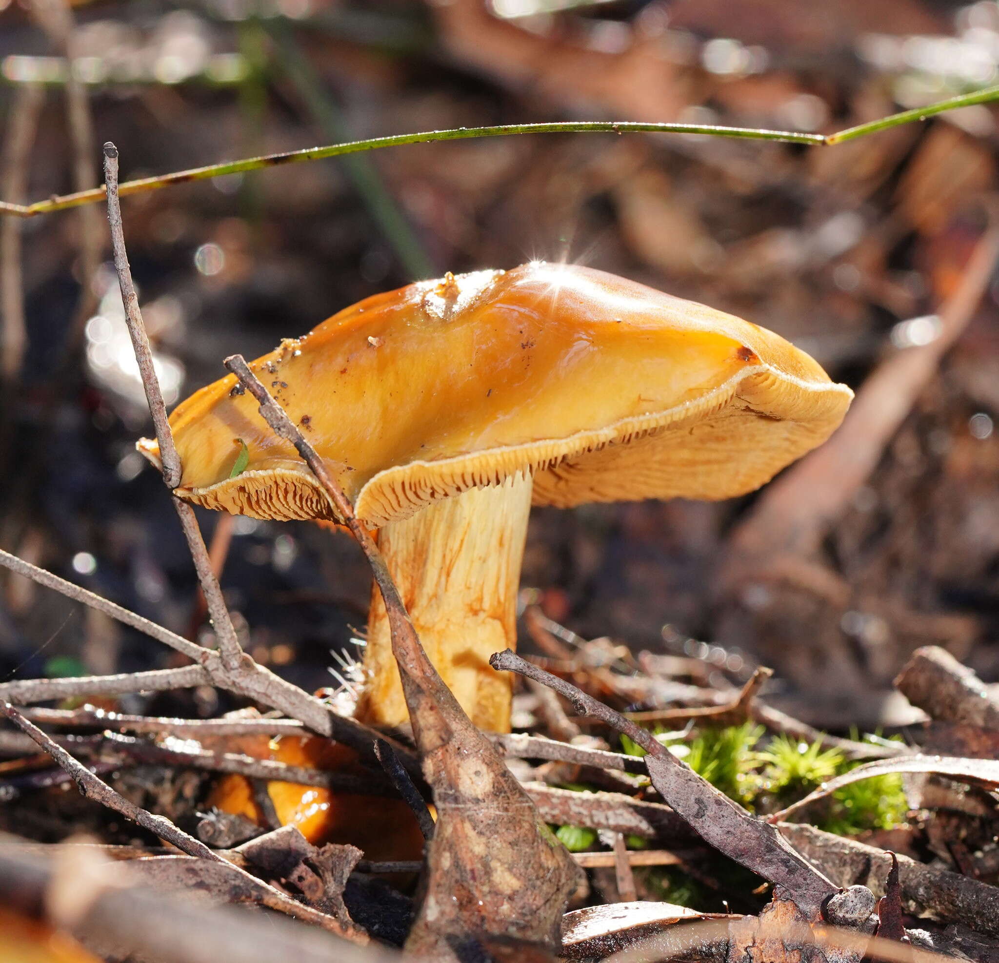 Image of Cortinarius sinapicolor Cleland 1933