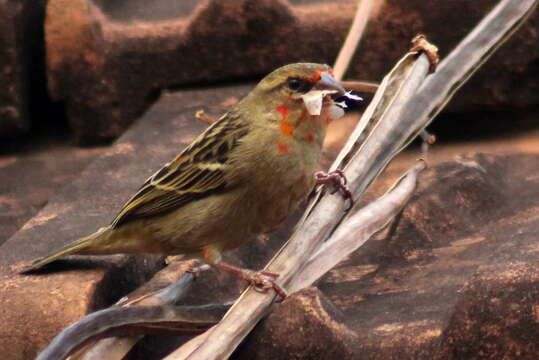 Foudia madagascariensis (Linnaeus 1766) resmi