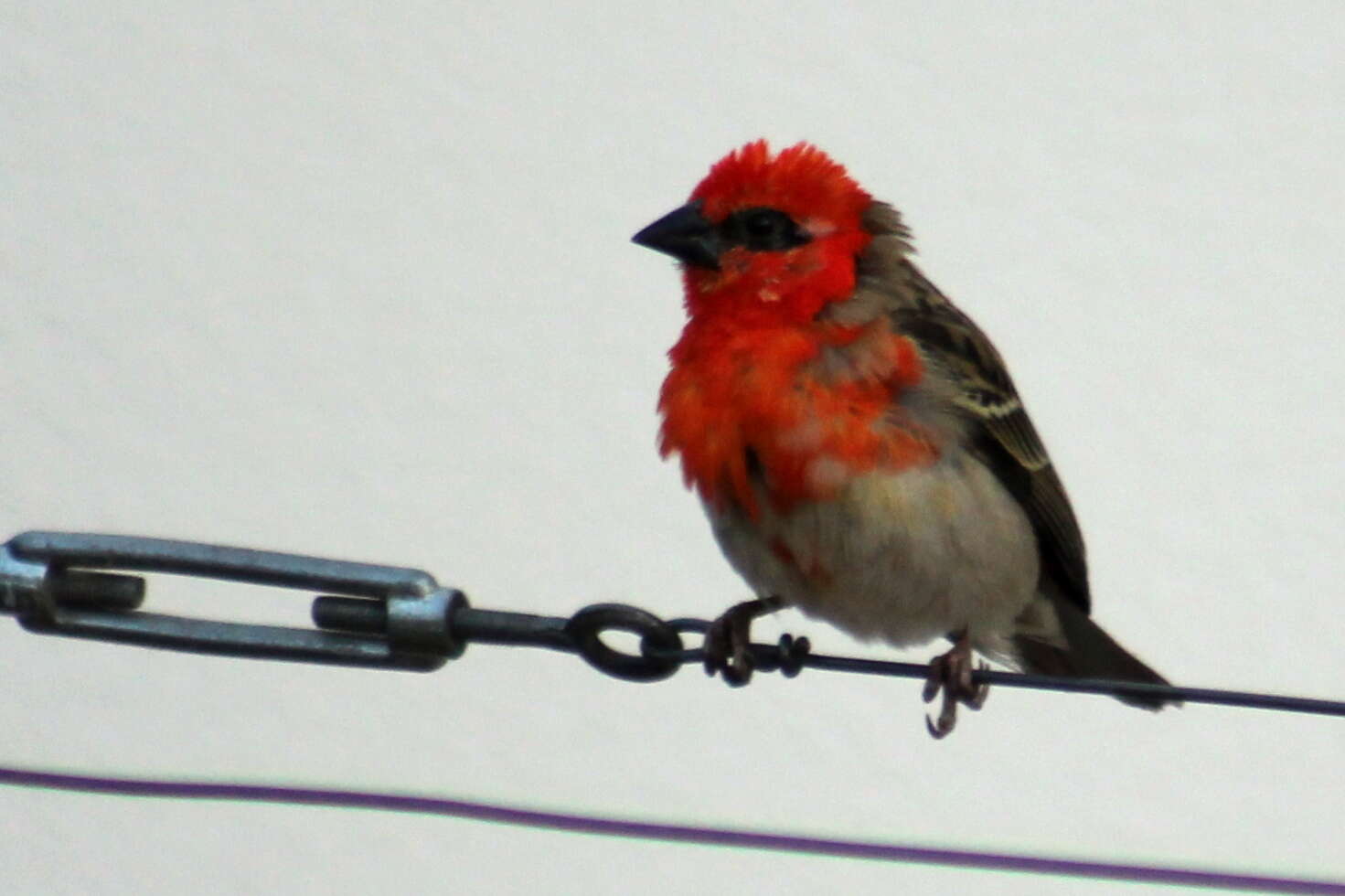 Image of Madagascar Red Fody