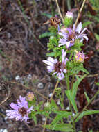 Image of Pacific aster