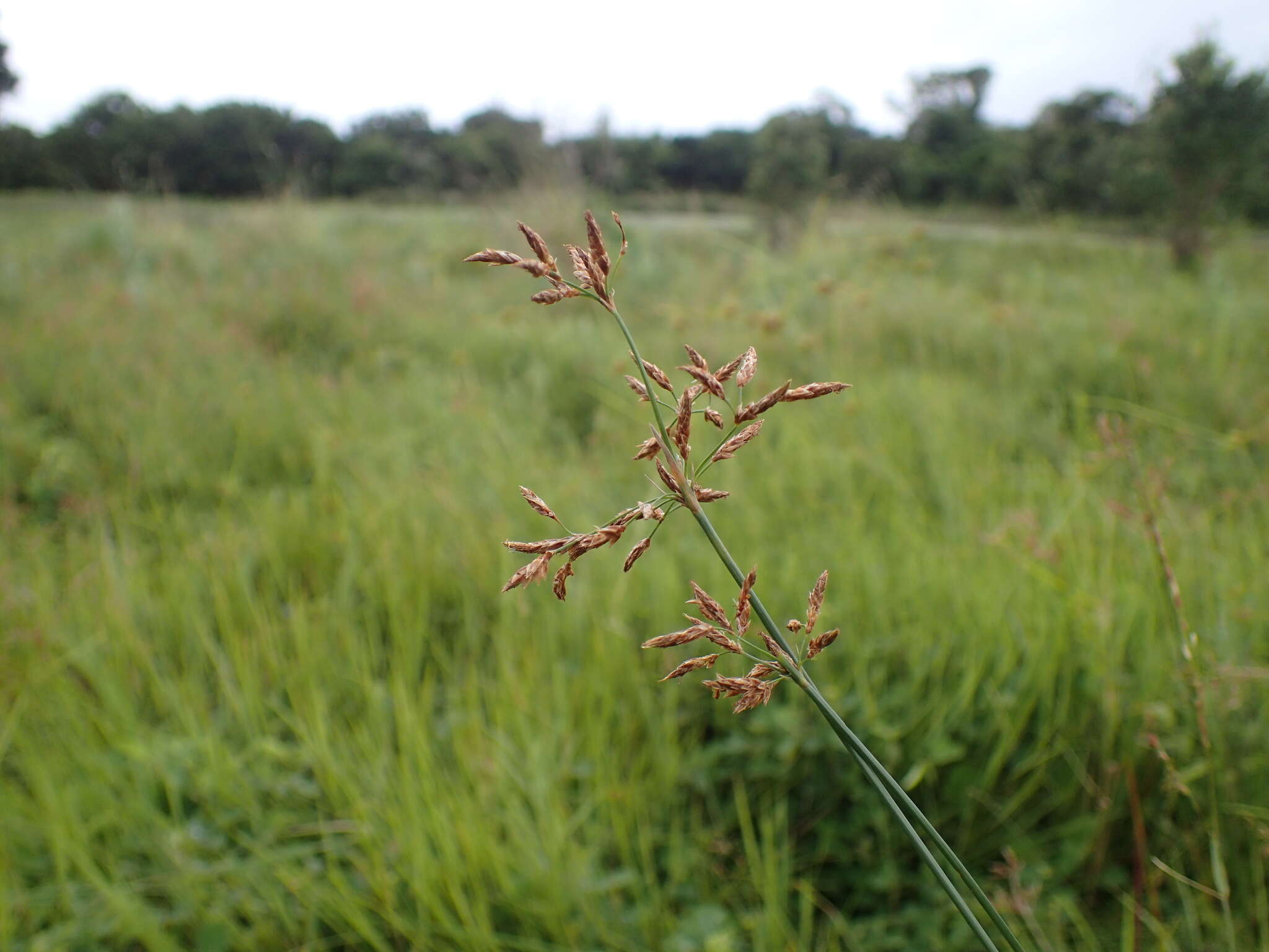 Image de Fimbristylis complanata (Retz.) Link