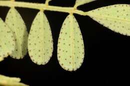 Image of Florida prairie-clover