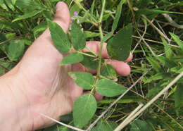 Desmodium canescens (L.) DC. resmi