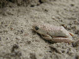 Image of Angolan Reed Frog