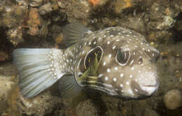 Image of Broadbarred Toadfish