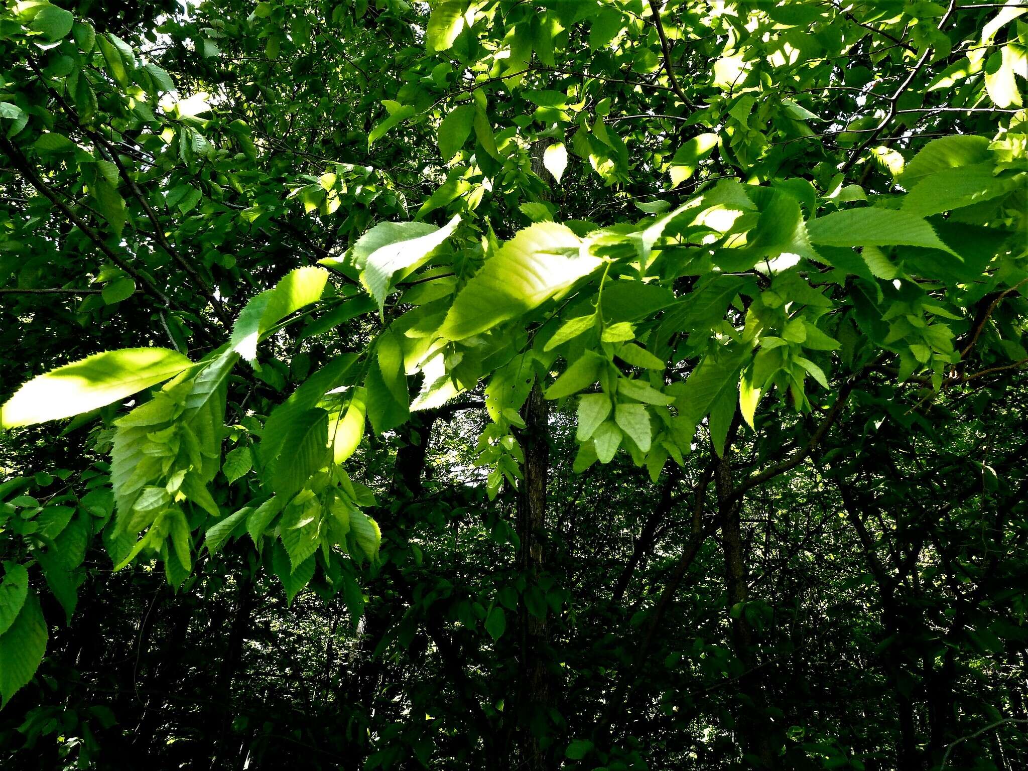 Image de Carpinus caroliniana subsp. virginiana (Marshall) Furlow