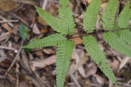Imagem de Pteris khasiana subsp. fauriei (Hieron.) Fraser-Jenk.