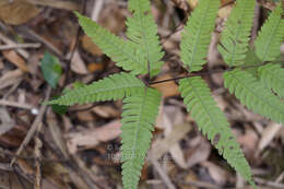 Plancia ëd Pteris khasiana subsp. fauriei (Hieron.) Fraser-Jenk.