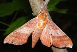 Image of Azalea Sphinx