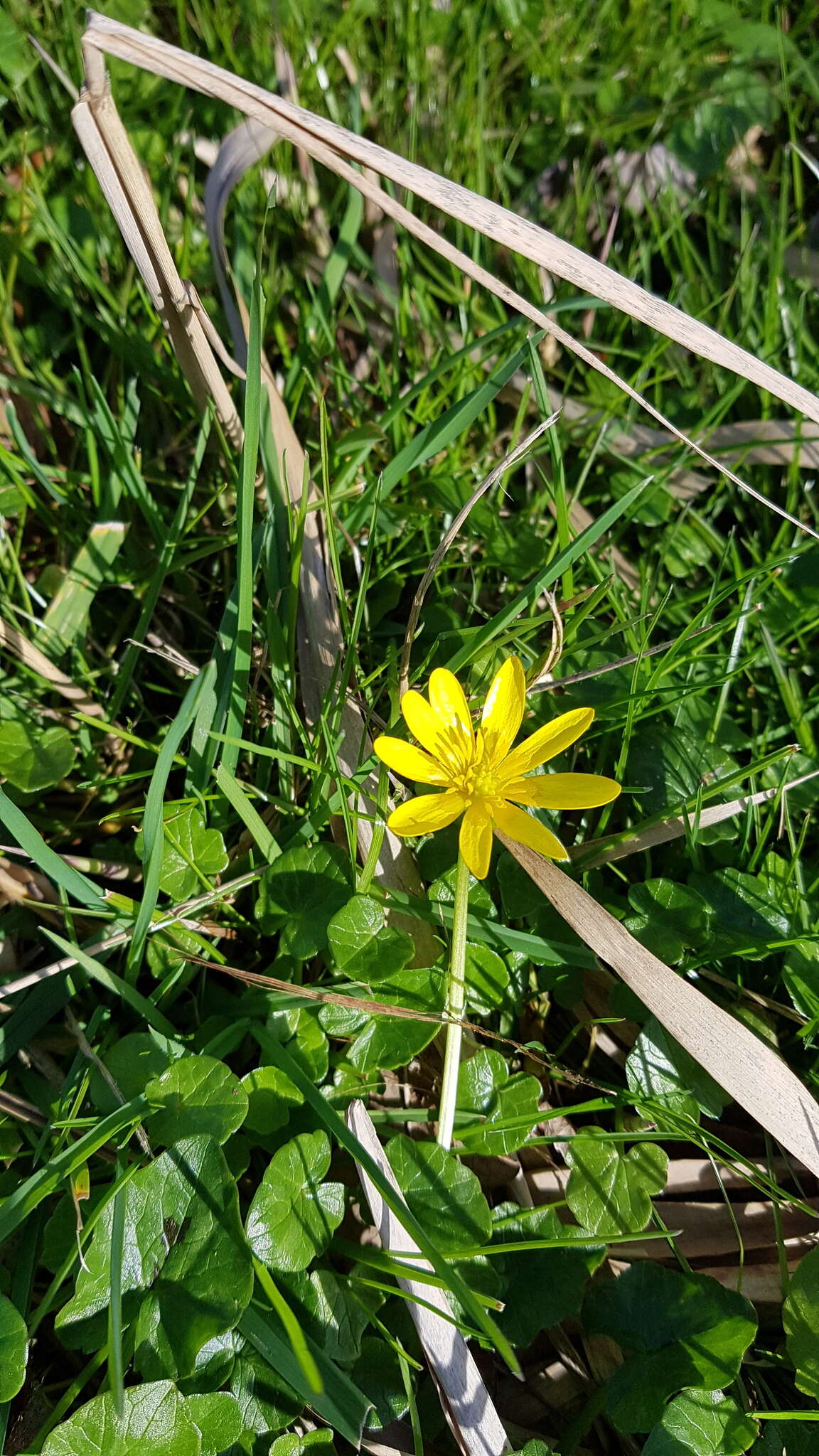 Ficaria verna subsp. verna resmi