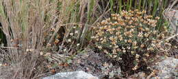 Image of Crassula biplanata Haw.