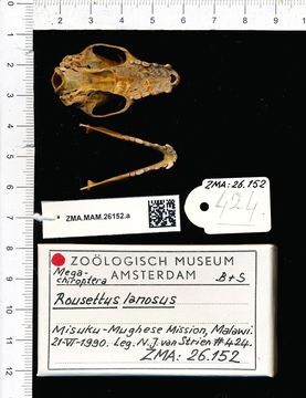 Image of Long-haired rousette