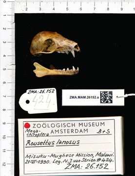 Image of Long-haired rousette