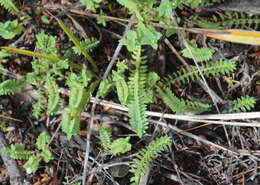 Image of Pimelea xenica C. J. Burrows