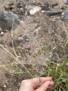 Image of Tricholaena teneriffae (L. fil.) Link