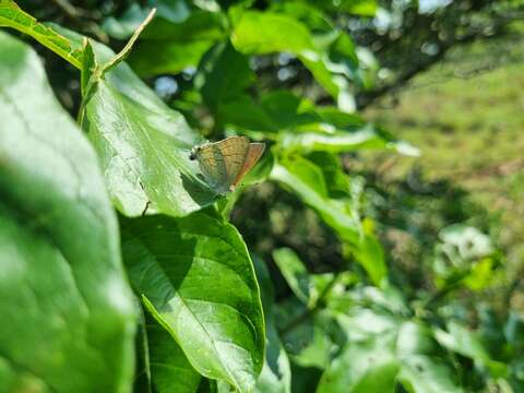 Imagem de Hypolycaena philippus (Fabricius 1793)