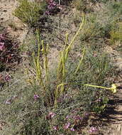 Image of Oedera calycina (L. fil.) N. G. Bergh