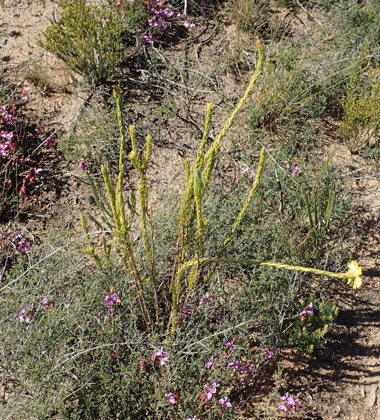 Image of Oedera calycina (L. fil.) N. G. Bergh