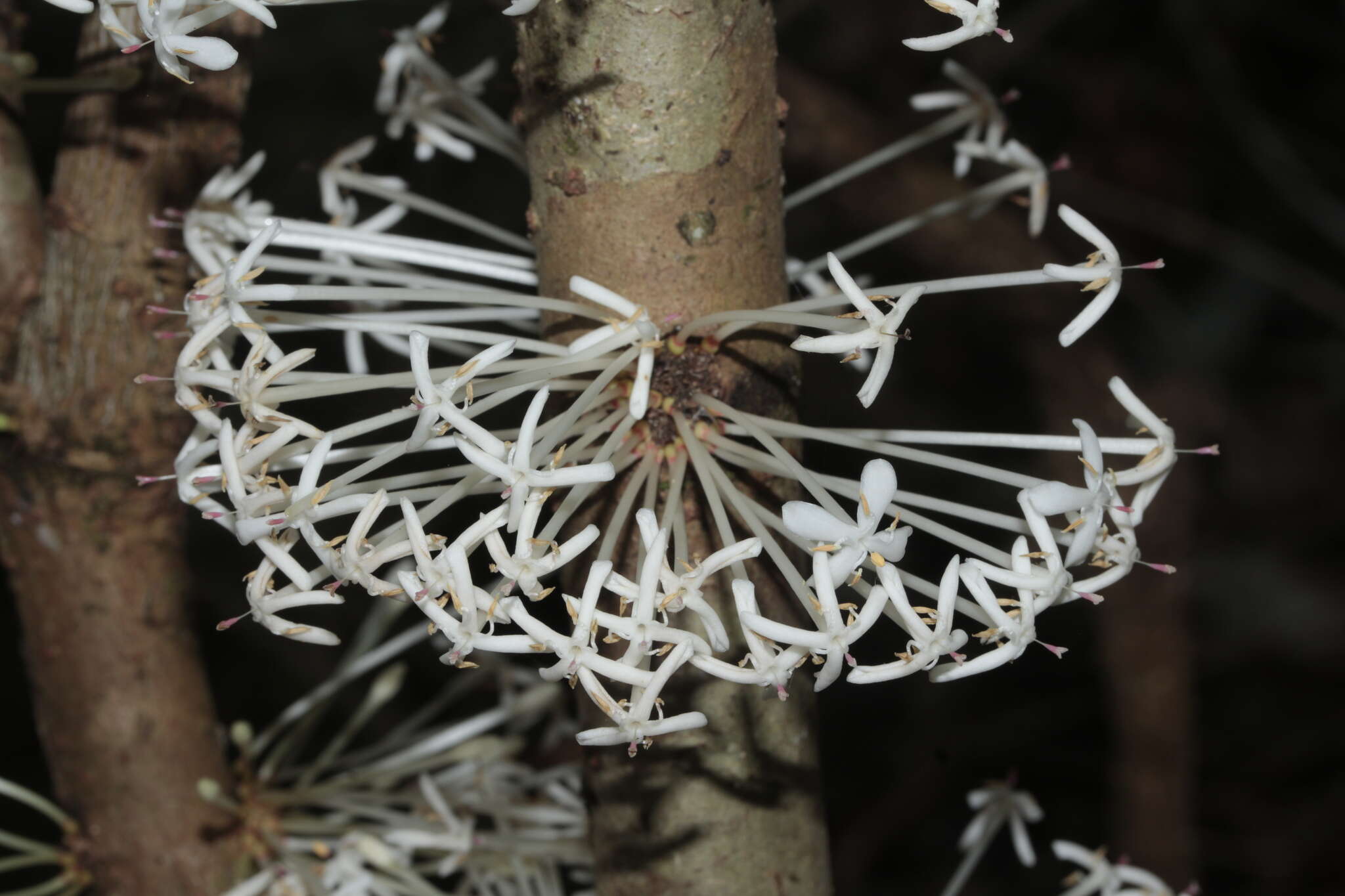 Image of Ixora cauliflora Montrouz.