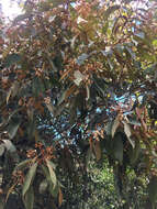 Image of Nectandra oppositifolia Nees & Mart. ex Nees