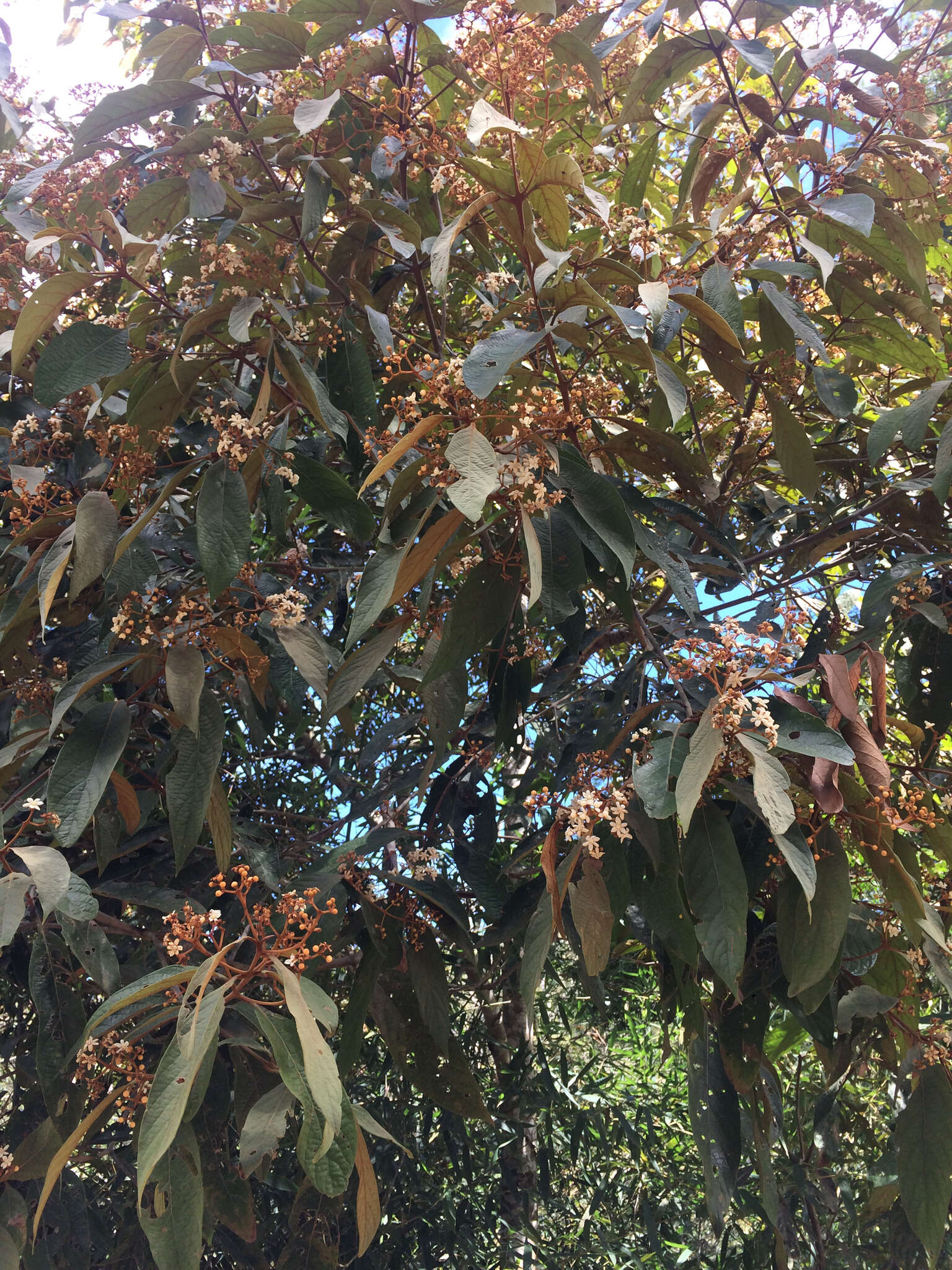 Image of Nectandra oppositifolia Nees & Mart. ex Nees