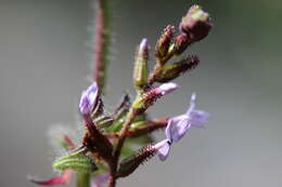 Image of Plumbago pulchella Boiss.