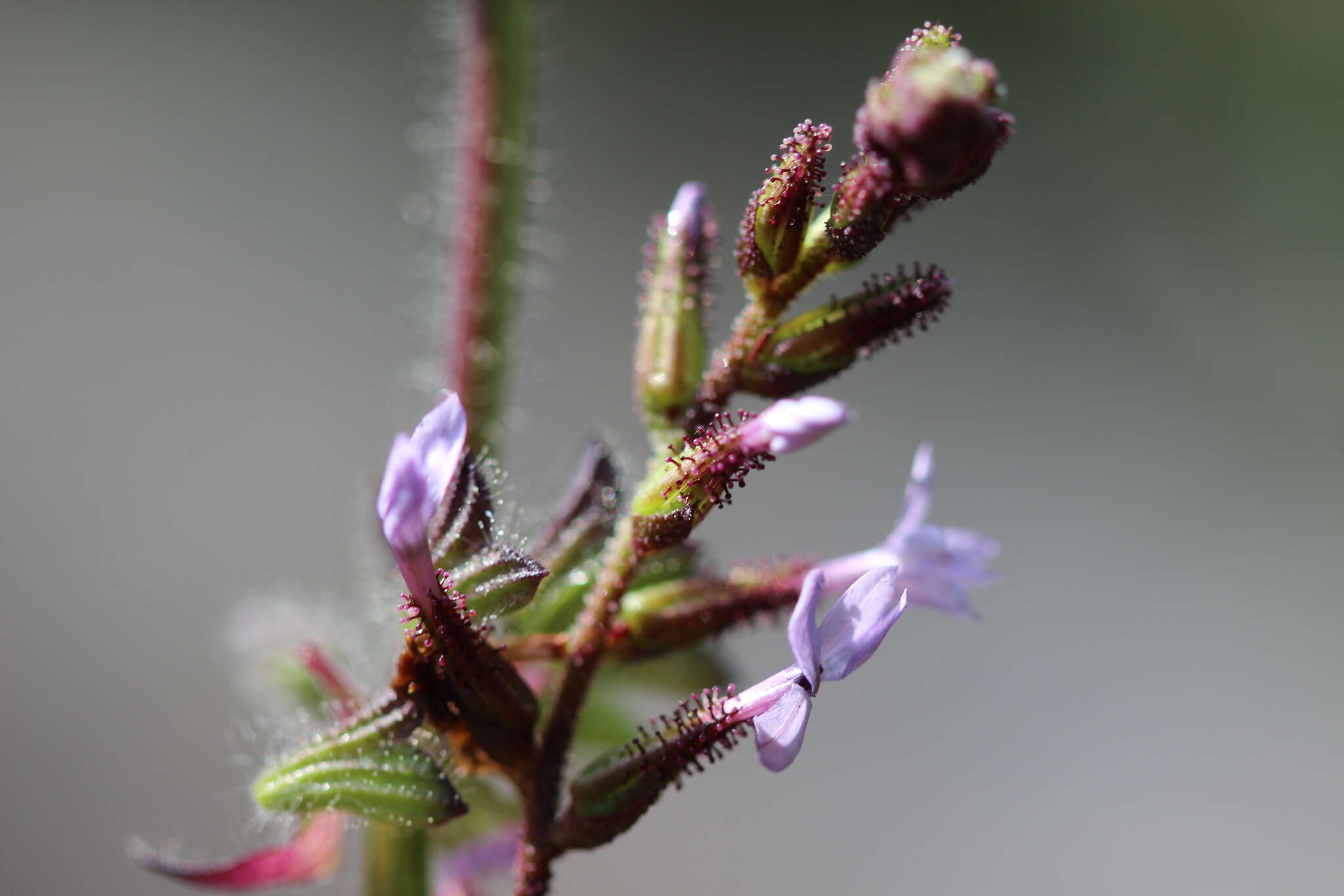 Image of Plumbago pulchella Boiss.