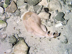 Image of Caribbean Electric Ray