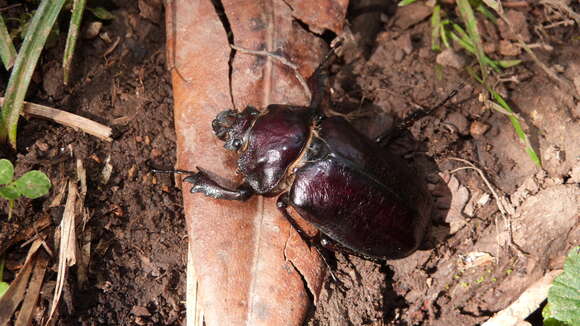 Image of Sphaenognathus prionoides Buquet 1838