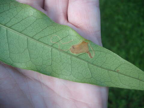 Image of Caloptilia chalcodelta (Meyrick 1889)