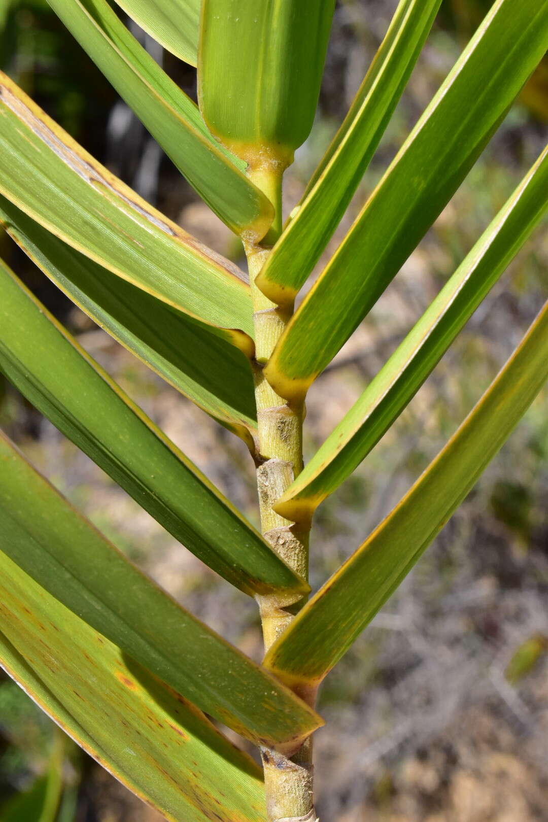 Plancia ëd Greslania circinata Balansa