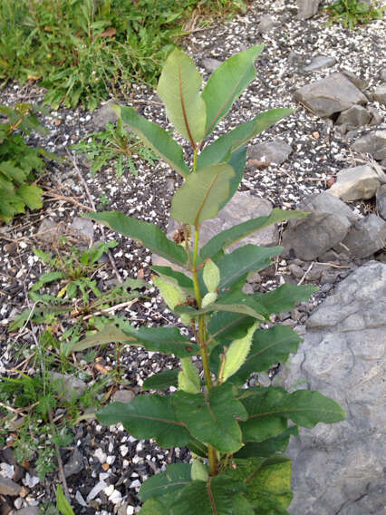 Image of common milkweed