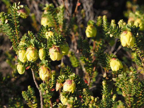 Image de Darwinia collina Gardn.