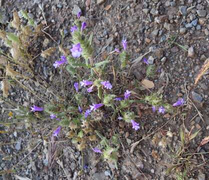 Cleonia lusitanica (L.) L.的圖片