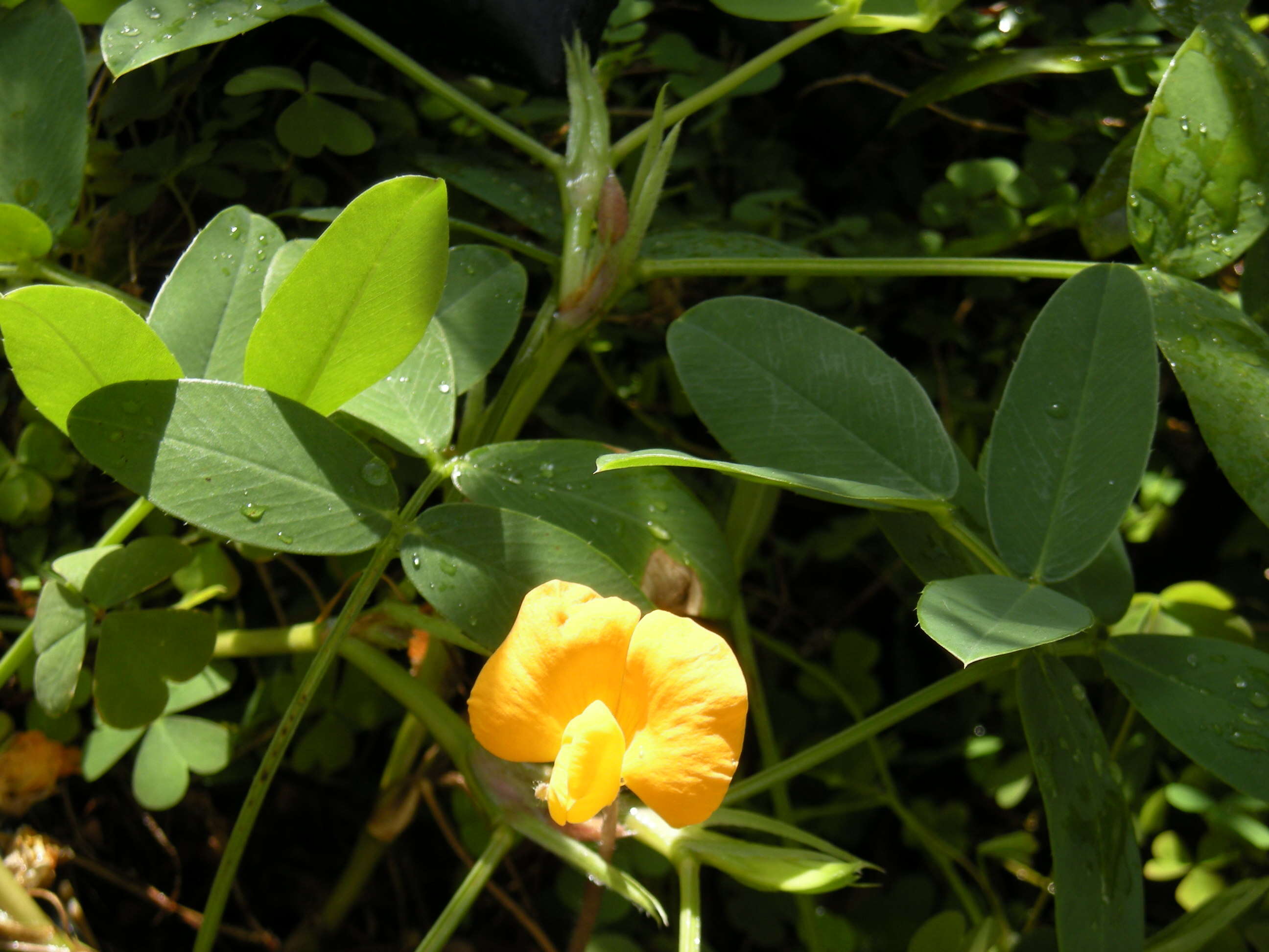 Plancia ëd Arachis pintoi Krapov. & W. C. Greg.