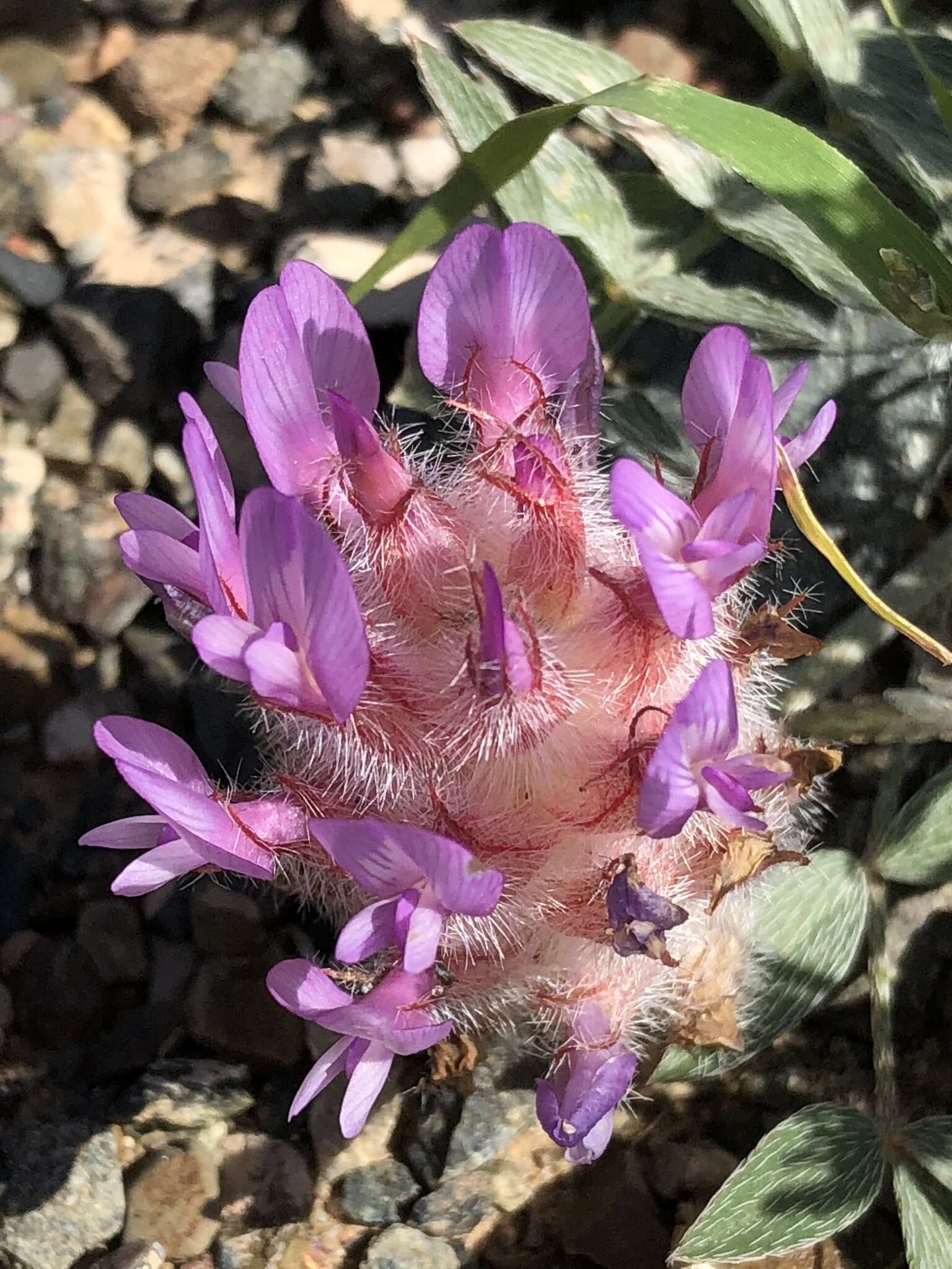 Plancia ëd Astragalus laguroides Pall.