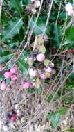 Image of Symphoricarpos × doorenbosii