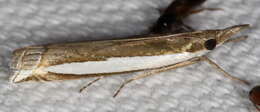 Image of Large-striped Grass-veneer Moth