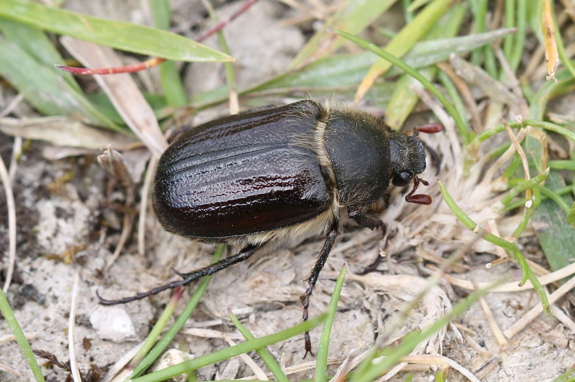 Sivun Amphimallon atrum (Herbst 1790) kuva