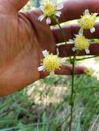 Image of paleyellow ragwort