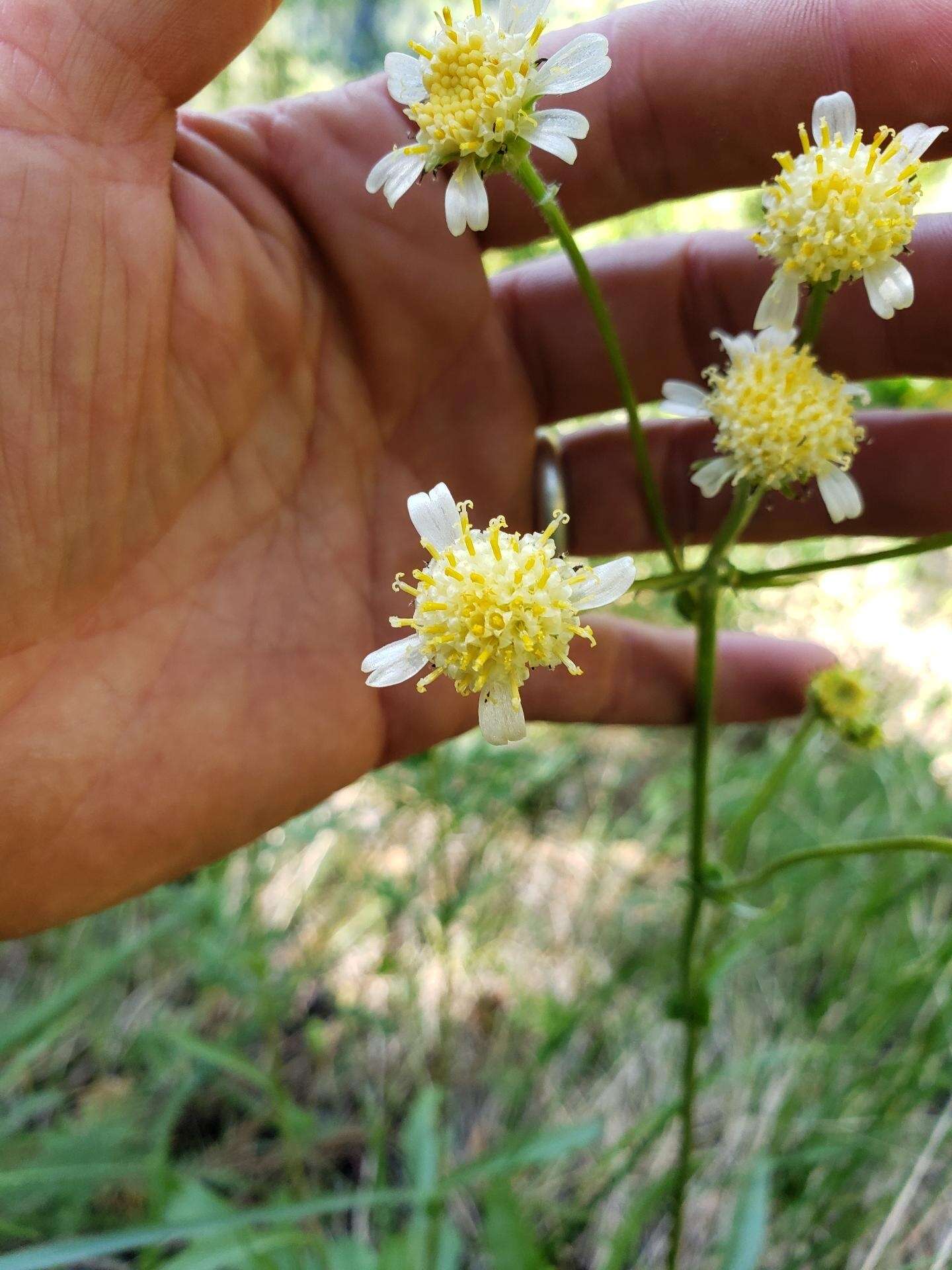 Image of paleyellow ragwort