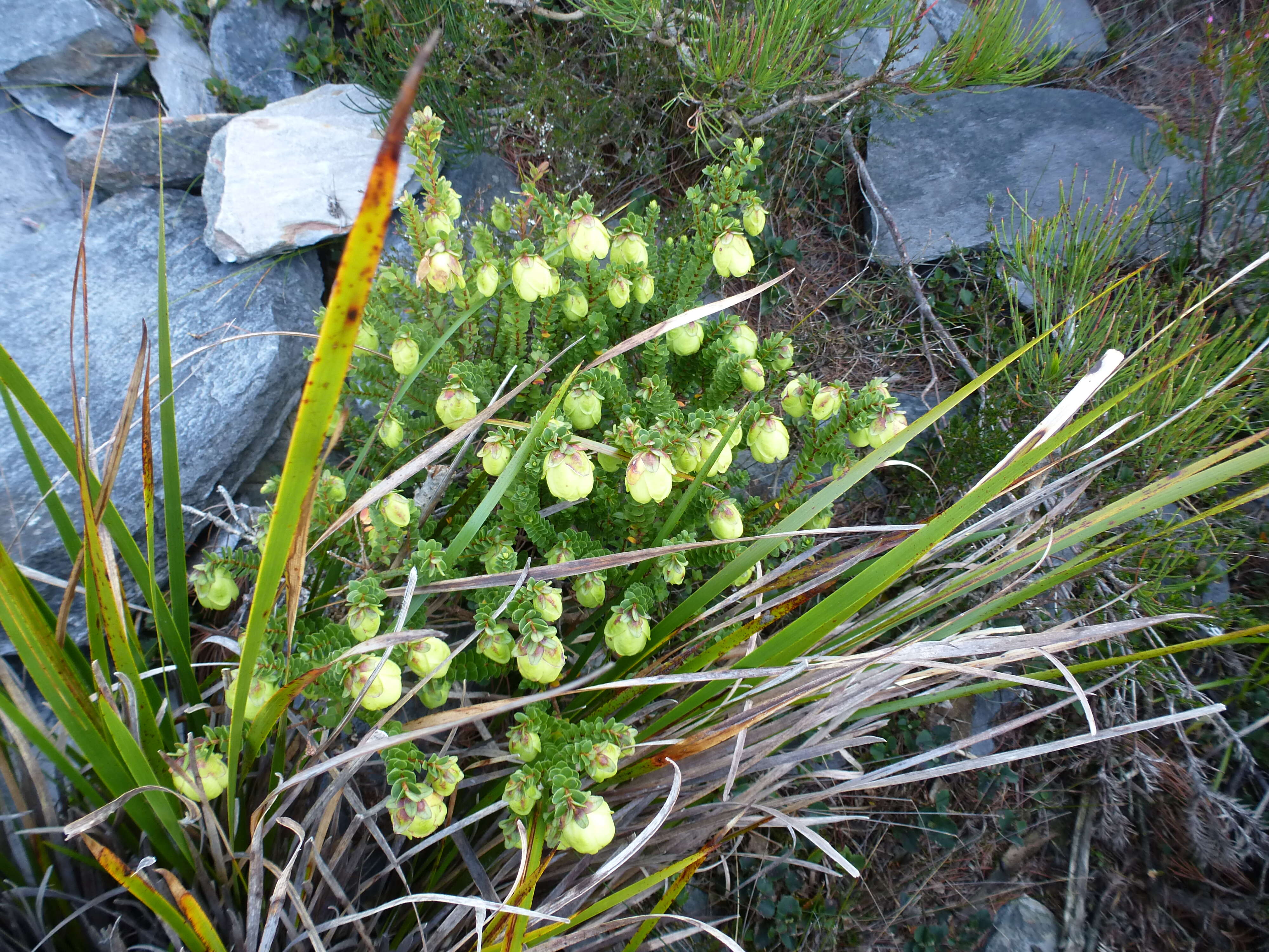 Image de Darwinia collina Gardn.